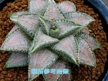 ■[Y24]シルバータランチュラ　ヤマト運輸発送のみ 【多肉植物　Haworthia　ハオルチア　ハオルシア】_画像3