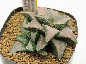 ■[Y24]シルバータランチュラ　ヤマト運輸発送のみ 【多肉植物　Haworthia　ハオルチア　ハオルシア】