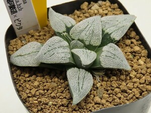 ■[Y5](特)銀河鉄道×ピクタ　ヤマト運輸発送のみ 【多肉植物　Haworthia　ハオルチア　ハオルシア】