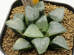 ■[Y124]ベイエリ錦×C56×bayeri　実生　未繁殖　ヤマト運輸発送のみ 【多肉植物　Haworthia　ハオルチア　ハオルシア】