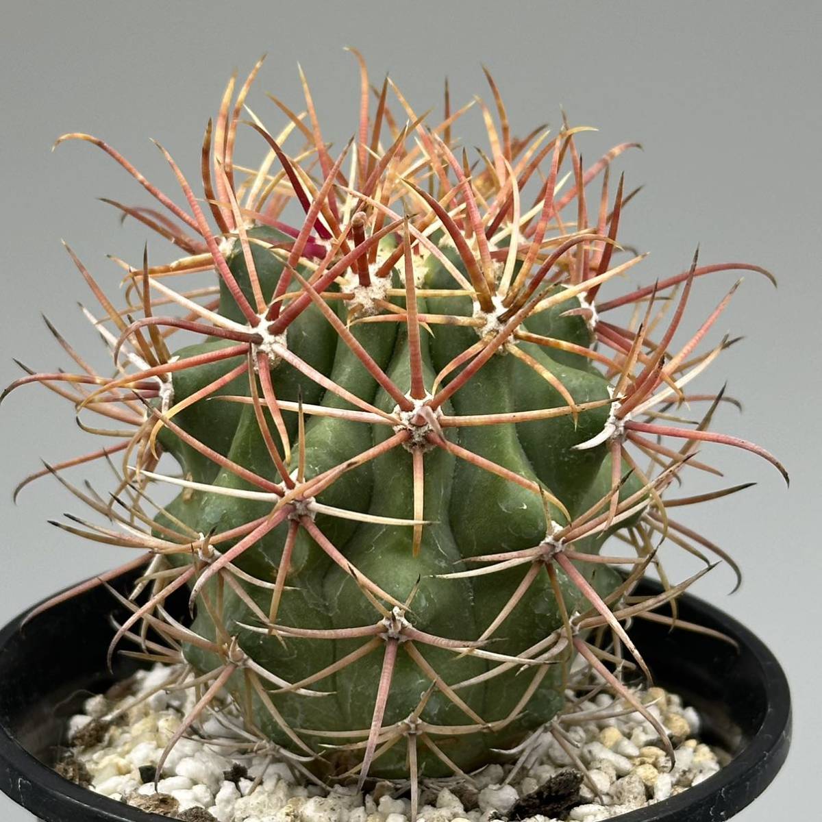 2023年最新】ヤフオク! -フェロカクタス(観葉植物)の中古品・新品・未