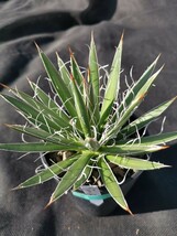 アガベ シジゲラ 鉢ごと発送 実生 Agave schidigera_画像3