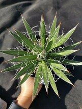 アガベ シジゲラ 鉢ごと発送 実生 Agave schidigera_画像4