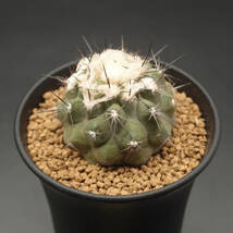 モンタナ 妖鬼玉 (B02)：サボテン コピアポア属 Copiapoa montana ※実生_画像3