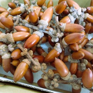 [Варенован -до -осонину] 35 желуди с ветвями с ветвями Matebashii Tree Nud Craft Leard ⑦ ⑦