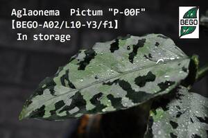 ★BEGO-SELECT★アグラオネマ　オリジナル交配株★Aglaonema　Pictum "P-00F"【BEGO-A02/L10-Y3/f1】In storage★