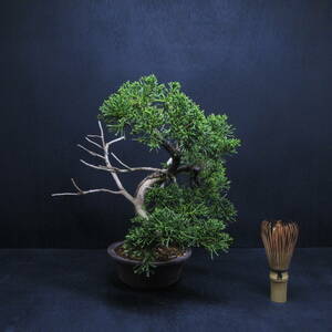 [ pine Kashiwa kind * bonsai ][ thread fish river genuine Kashiwa (i toy side sin Park ) ]AS-3/ bonsai pine Kashiwa bonsai bonsai material 