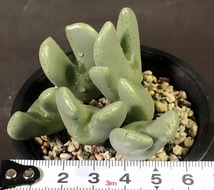 ドイツエリサエ　elishae cv.'Germany'　　 コノフィツム 　Conophytum 　多肉植物_画像7