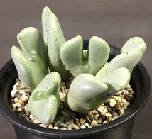 ドイツエリサエ　elishae cv.'Germany'　　 コノフィツム 　Conophytum 　多肉植物_画像2