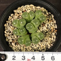 リンピダム(ポファダー)　linpidum (Pofadder)　　 コノフィツム 　Conophytum 　多肉植物_画像7