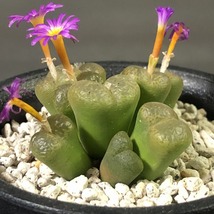 藤壺　fenestratum　　 コノフィツム 　Conophytum 　多肉植物_画像5