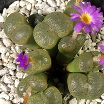 藤壺　fenestratum　　 コノフィツム 　Conophytum 　多肉植物_画像7