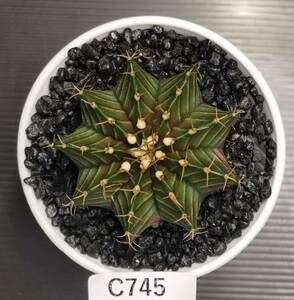 C745 同梱可 ギムノカリキウム Gymnocalycium LBHB ハイブリッド 実生 多肉植物 サボテン