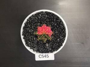 C545 同梱可 ギムノカリキウム Gymnocalycium 実生 多肉植物 サボテン