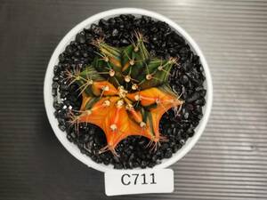 C711 同梱可 ギムノカリキウム Gymnocalycium 実生 多肉植物 サボテン