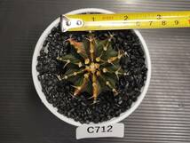 C712 同梱可 ギムノカリキウム Gymnocalycium LBHB ハイブリッド 実生 多肉植物 サボテン_画像2