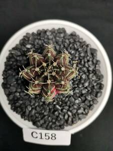 C158 同梱可 ギムノカリキウム Gymnocalycium 実生 多肉植物 サボテン