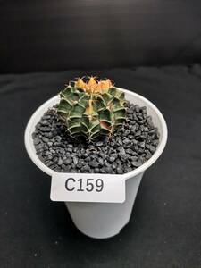 C159 同梱可 ギムノカリキウム Gymnocalycium 実生 多肉植物 サボテン