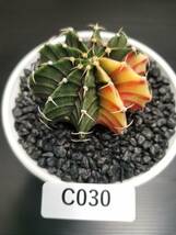 C030 同梱可 ギムノカリキウム Gymnocalycium LBHB ハイブリッド 実生 多肉植物 サボテン_画像1