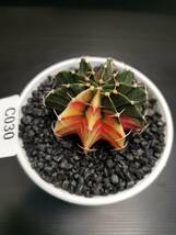 C030 同梱可 ギムノカリキウム Gymnocalycium LBHB ハイブリッド 実生 多肉植物 サボテン_画像3