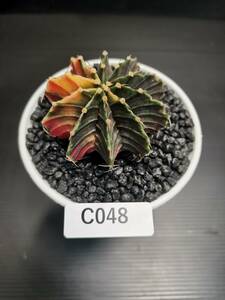 C048 同梱可 ギムノカリキウム Gymnocalycium LBHB ハイブリッド 実生 多肉植物 サボテン