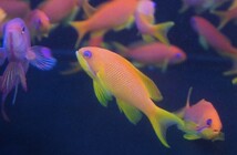 【海水魚】インドキンギョハナダイ （5匹）4-6cm前後(サンプル画像）（生体）_画像2