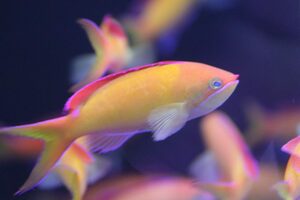 【海水魚】アカネハナゴイ　（5匹）5-6cm前後(サンプル画像）（生体）