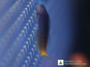 【海水魚】フタイロカエルウオ(1匹)5-6cm前後(サンプル画像）（生体）