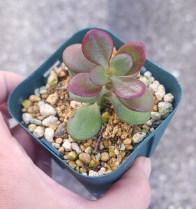 セール！！！クラッスラ　花月　金のなる木　多肉植物　カット　苗