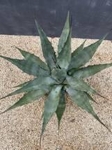 Agave deserti var.simplex アガベ　デザーティ　シンプレックス　大株　美株_画像2