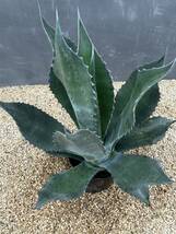 Agave atrovirens var. sigmatophylla アガベ　アトロビレンス　シグマトフィラ　特大株　美株_画像3