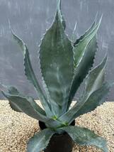 Agave atrovirens var. sigmatophylla アガベ　アトロビレンス　シグマトフィラ　特大株　美株_画像5