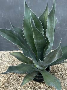 Agave atrovirens var. sigmatophylla アガベ　アトロビレンス　シグマトフィラ　特大株　美株