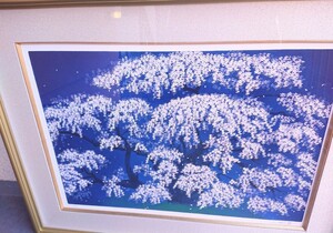 1181　中島千波 【静寂 三春の瀧桜】真作保証 日本画 版画 直筆サイン 落款印入り