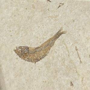 魚化石 ナイティア ワイオミング コロラド ユタ州 グリーンリバー層の画像3