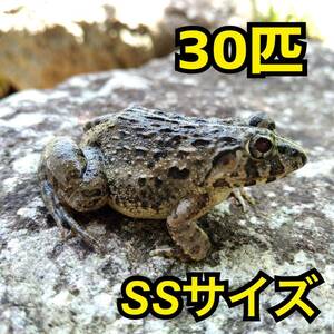 活餌 餌用カエル SSサイズ30匹 ヌマガエル エサ えさ 蛙 カエル 爬虫類 両生類 肉食熱帯魚 蛇 ヘビ へび アロワナ オオウナギ 繁殖