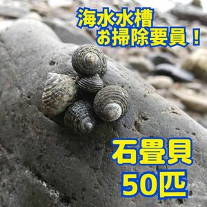 海水水槽 イシダタミガイ 50個 石畳貝 苔取り コケ取り お掃除貝 生体 水質浄化