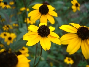 ○ルドベキア・タカオ＊耐寒性多年草＊夏の花＊花もち長くておすすめです＊１００粒＊種のみいくつでも送料73円