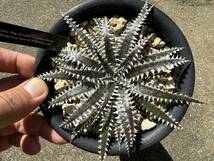 Dyckia 'Big Brother' x 'Little Sistar' (dyckiayouup hybrid Select 01)_画像6