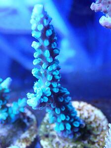 激美！！【Acropora Formosa Blue09】トゲスギノキミドリイシフラグ