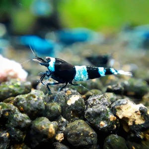 『Noir×Rouge』 ブルーブラックシャドーシュリンプ 5 匹セット 【生体 ヌマエビ ビーシュリンプ shrimp 熱帯魚 抱卵 水草】