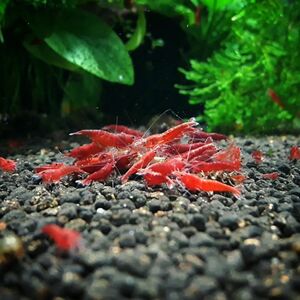 【Noir×Rouge】 スーパーレッドチェリーシュリンプ 5 匹セット 『生体 ヌマエビ チェリーシュリンプ shrimp 熱帯魚 抱卵 水草』