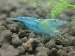  bell bed blue shrimp 31 pcs 2 point successful bid .+ all sorts 1 pcs addition 5 point successful bid . postage half-price 9 month 2 week on and after. week-day shipping 