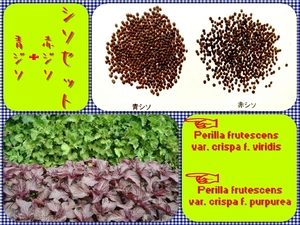 [ free shipping ] shiso set * blue shiso seeds 500 piece + red shiso seeds 500 piece 