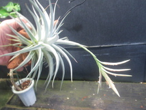 ＫＮ　ティランジア　ディディスティカ（TILLANDSIA DIDISTICHA）　　　　0.8Ｍ以下_画像7