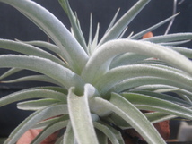 ＫＮ　ティランジア　ディディスティカ（TILLANDSIA DIDISTICHA）　　　　0.8Ｍ以下_画像5