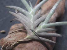 ＫＮ　１円！　アルゼンチン産　ティランジアン　カステラニー（TILLANDSIA CASTELLANII）　　　0.8Ｍ以下_画像5