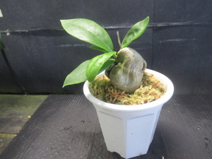 ＫＮ　１円！　ホヤ　ダ－ウィニー　ヌエバ　ビズカヤ　ルソン（HOYA DARWINII nueva vizcaya luzon）　　　0.8Ｍ以下