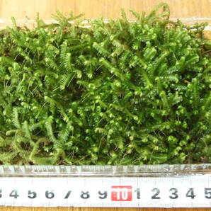天然苔 ムチゴケ Ｓサイズ（16.9cm×10cm×4cm) 送料込の画像1