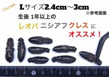 冷凍クロコL約100匹100g冷凍コオロギ_画像1